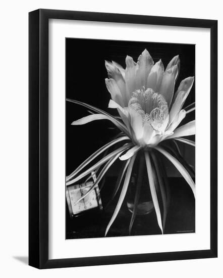 View of a Night Blooming Cereus Blooming at 12:00 AM-Eliot Elisofon-Framed Photographic Print