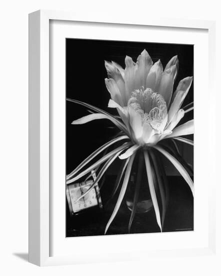 View of a Night Blooming Cereus Blooming at 12:00 AM-Eliot Elisofon-Framed Photographic Print