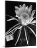 View of a Night Blooming Cereus Blooming at 12:00 AM-Eliot Elisofon-Mounted Photographic Print