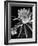 View of a Night Blooming Cereus Blooming at 12:00 AM-Eliot Elisofon-Framed Photographic Print