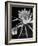 View of a Night Blooming Cereus Blooming at 12:00 AM-Eliot Elisofon-Framed Photographic Print