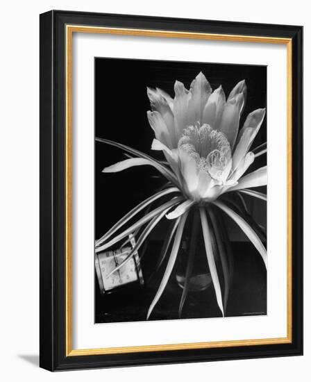 View of a Night Blooming Cereus Blooming at 12:00 AM-Eliot Elisofon-Framed Photographic Print