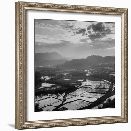 View of a Rice Plantation-John Dominis-Framed Photographic Print