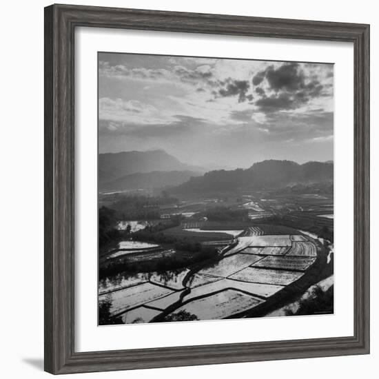 View of a Rice Plantation-John Dominis-Framed Photographic Print