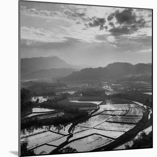 View of a Rice Plantation-John Dominis-Mounted Photographic Print