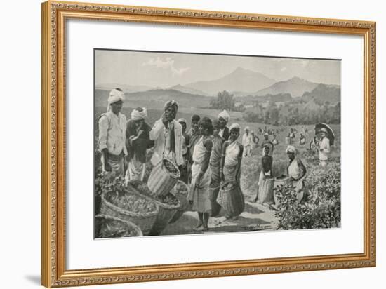 View of a Tea-Garden in Ceylon-null-Framed Giclee Print