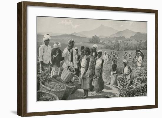 View of a Tea-Garden in Ceylon-null-Framed Giclee Print