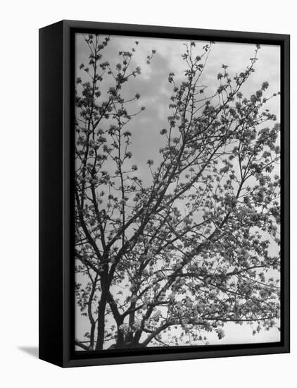 View of an Apple Tree in Blossom, from a Story Concerning Johnny Appleseed-Walter Sanders-Framed Premier Image Canvas