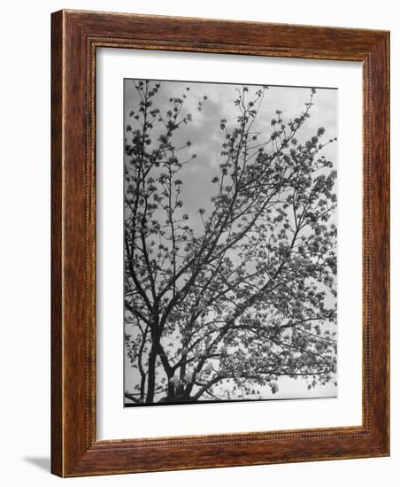 View of an Apple Tree in Blossom, from a Story Concerning Johnny Appleseed-Walter Sanders-Framed Photographic Print