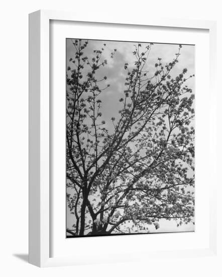 View of an Apple Tree in Blossom, from a Story Concerning Johnny Appleseed-Walter Sanders-Framed Photographic Print