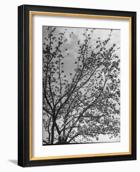 View of an Apple Tree in Blossom, from a Story Concerning Johnny Appleseed-Walter Sanders-Framed Photographic Print