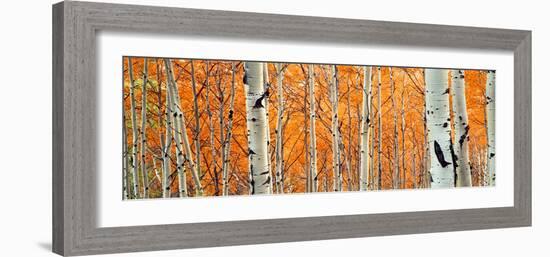 View of Aspen trees, Granite Canyon, Grand Teton National Park, Wyoming, USA,-Panoramic Images-Framed Premium Photographic Print