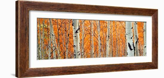 View of Aspen trees, Granite Canyon, Grand Teton National Park, Wyoming, USA,-Panoramic Images-Framed Premium Photographic Print