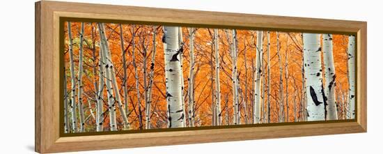 View of Aspen trees, Granite Canyon, Grand Teton National Park, Wyoming, USA,-Panoramic Images-Framed Premier Image Canvas