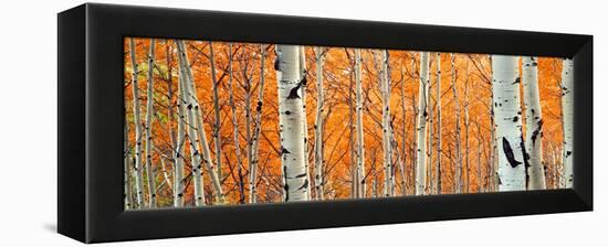 View of Aspen trees, Granite Canyon, Grand Teton National Park, Wyoming, USA,-Panoramic Images-Framed Premier Image Canvas