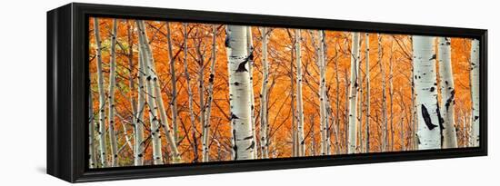 View of Aspen trees, Granite Canyon, Grand Teton National Park, Wyoming, USA,-Panoramic Images-Framed Premier Image Canvas