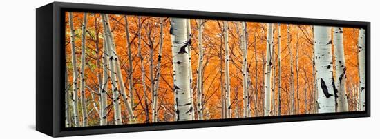 View of Aspen trees, Granite Canyon, Grand Teton National Park, Wyoming, USA,-Panoramic Images-Framed Premier Image Canvas