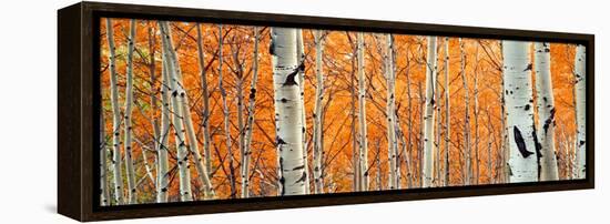 View of Aspen trees, Granite Canyon, Grand Teton National Park, Wyoming, USA,-Panoramic Images-Framed Premier Image Canvas