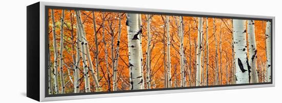 View of Aspen trees, Granite Canyon, Grand Teton National Park, Wyoming, USA,-Panoramic Images-Framed Premier Image Canvas