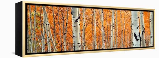 View of Aspen trees, Granite Canyon, Grand Teton National Park, Wyoming, USA,-Panoramic Images-Framed Premier Image Canvas