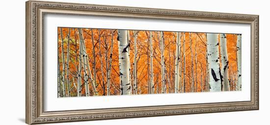 View of Aspen trees, Granite Canyon, Grand Teton National Park, Wyoming, USA,-Panoramic Images-Framed Photographic Print