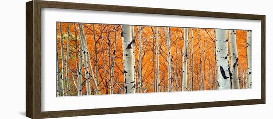 View of Aspen trees, Granite Canyon, Grand Teton National Park, Wyoming, USA,-Panoramic Images-Framed Photographic Print