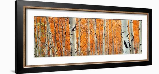 View of Aspen trees, Granite Canyon, Grand Teton National Park, Wyoming, USA,-Panoramic Images-Framed Photographic Print