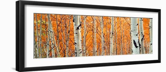 View of Aspen trees, Granite Canyon, Grand Teton National Park, Wyoming, USA,-Panoramic Images-Framed Photographic Print