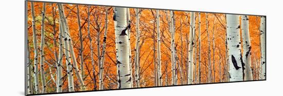 View of Aspen trees, Granite Canyon, Grand Teton National Park, Wyoming, USA,-Panoramic Images-Mounted Photographic Print