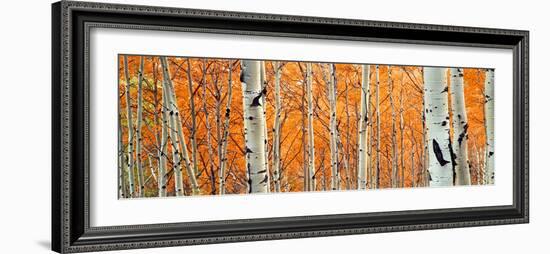 View of Aspen trees, Granite Canyon, Grand Teton National Park, Wyoming, USA,-Panoramic Images-Framed Photographic Print