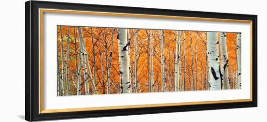 View of Aspen trees, Granite Canyon, Grand Teton National Park, Wyoming, USA,-Panoramic Images-Framed Photographic Print