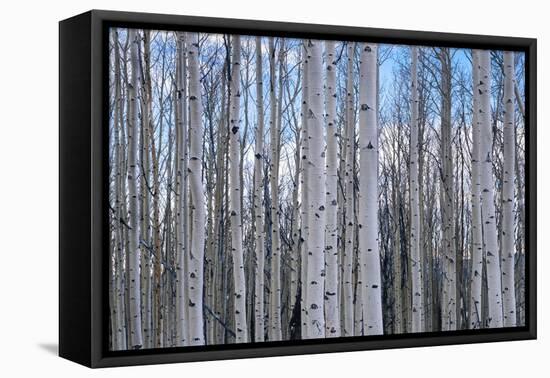 View of Aspen trees in a forest, Cedar Breaks National Monument, Utah, USA-Panoramic Images-Framed Premier Image Canvas