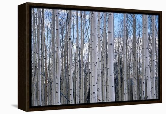 View of Aspen trees in a forest, Cedar Breaks National Monument, Utah, USA-Panoramic Images-Framed Premier Image Canvas