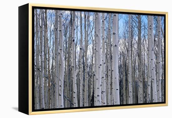 View of Aspen trees in a forest, Cedar Breaks National Monument, Utah, USA-Panoramic Images-Framed Premier Image Canvas