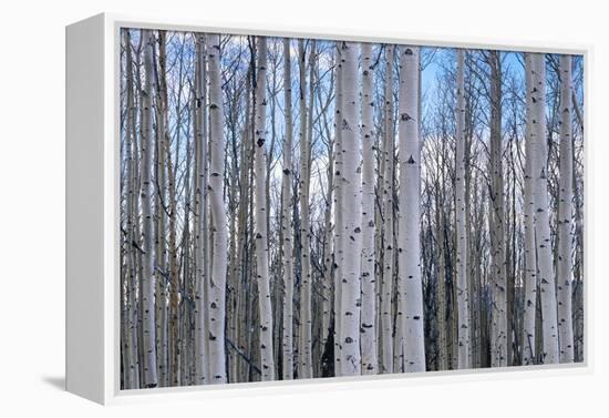 View of Aspen trees in a forest, Cedar Breaks National Monument, Utah, USA-Panoramic Images-Framed Premier Image Canvas