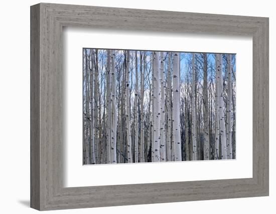 View of Aspen trees in a forest, Cedar Breaks National Monument, Utah, USA-Panoramic Images-Framed Photographic Print
