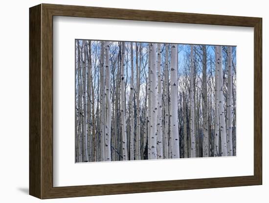 View of Aspen trees in a forest, Cedar Breaks National Monument, Utah, USA-Panoramic Images-Framed Photographic Print