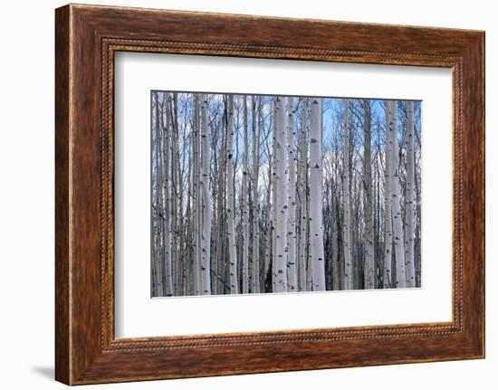 View of Aspen trees in a forest, Cedar Breaks National Monument, Utah, USA-Panoramic Images-Framed Photographic Print