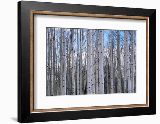 View of Aspen trees in a forest, Cedar Breaks National Monument, Utah, USA-Panoramic Images-Framed Photographic Print