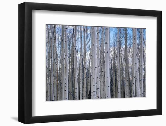 View of Aspen trees in a forest, Cedar Breaks National Monument, Utah, USA-Panoramic Images-Framed Photographic Print