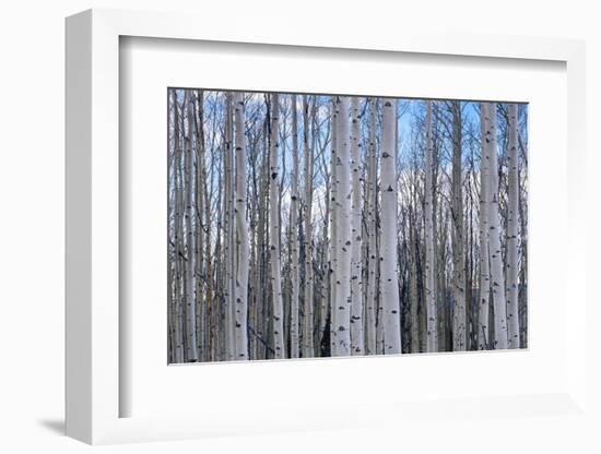 View of Aspen trees in a forest, Cedar Breaks National Monument, Utah, USA-Panoramic Images-Framed Photographic Print