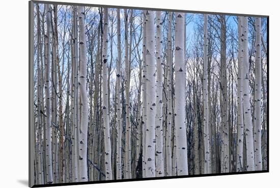 View of Aspen trees in a forest, Cedar Breaks National Monument, Utah, USA-Panoramic Images-Mounted Photographic Print