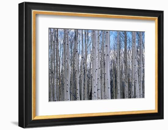 View of Aspen trees in a forest, Cedar Breaks National Monument, Utah, USA-Panoramic Images-Framed Photographic Print