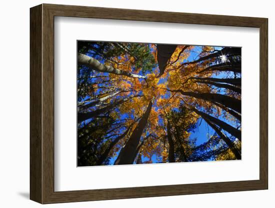 View of Aspen Trees Looking into Sky, Alaska, USA-Terry Eggers-Framed Photographic Print