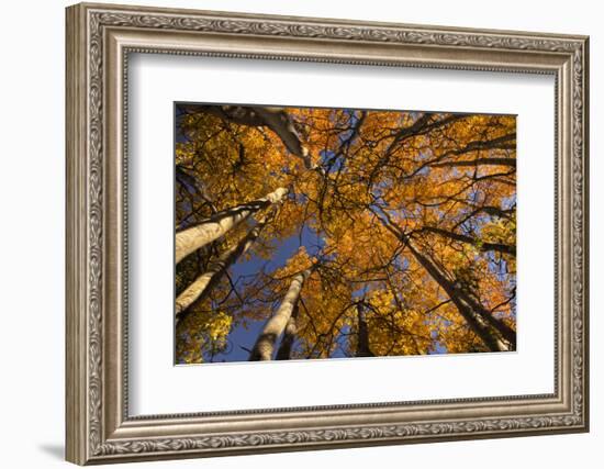 View of Aspen Trees Looking into Sky, Alaska, USA-Terry Eggers-Framed Photographic Print