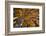 View of Aspen Trees Looking into Sky, Alaska, USA-Terry Eggers-Framed Photographic Print