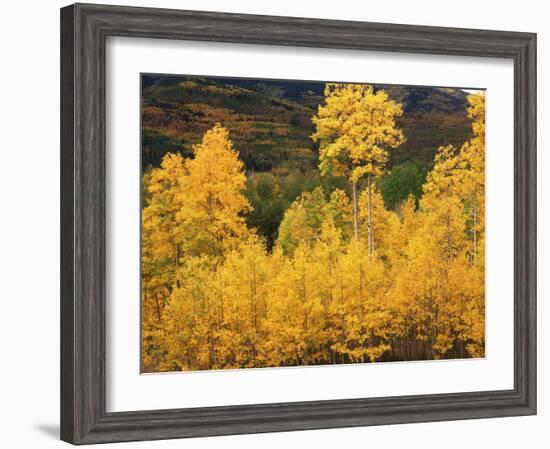 View of Autumn Aspen Grove on Mountain, Telluride, Colorado, USA-Stuart Westmorland-Framed Photographic Print