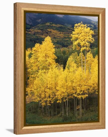 View of Autumn Aspen Grove on Mountain, Telluride, Colorado, USA-Stuart Westmorland-Framed Premier Image Canvas