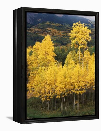 View of Autumn Aspen Grove on Mountain, Telluride, Colorado, USA-Stuart Westmorland-Framed Premier Image Canvas