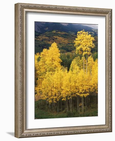 View of Autumn Aspen Grove on Mountain, Telluride, Colorado, USA-Stuart Westmorland-Framed Photographic Print